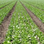 We’re talking about agriculture and how farmers and ranchers in the west are dealing with a long-term drought.